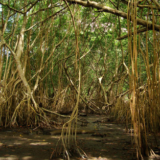 ecosistema marino manglares